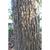 Bark