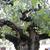 Ulmus glabra 'Horizontalis'