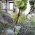 Ulmus glabra 'Horizontalis'