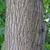 Bark