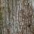 Bark