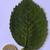 Leaf closeup