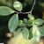 Ulmus parvifolia 'Emer 11'