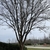 Ulmus parvifolia 'Emer 11'