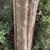 Ulmus parvifolia 'Emer 11'