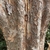 Ulmus parvifolia 'Emer 11'