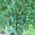 Ulmus parvifolia