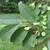 Ulmus parvifolia