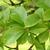 Ulmus davidiana var. japonica 'Emerald Sunshine'