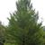 Ulmus davidiana var. japonica 'Emerald Sunshine'