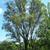 Ulmus pumila