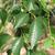 Ulmus pumila