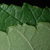 Serrated margins (Guilford County, NC)-Mid Summer