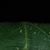 (Guilford County, NC)-Mid Summer