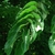 Leaves (Guilford County, NC)-Mid Summer