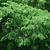 Tree form (Guilford County, NC)-Mid Summer
