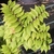 Alternate green leaves with serrated margins