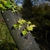 Dark brown bark