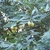 Fruits in May