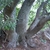Trunk and bark