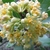 Flower cluster
