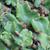 Umbrella liverwort (with rosettes and brown thalli)