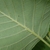 Leaf underside in May in Krasnosel'skiy rayon, Russia