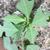 Euphorbia heterophylla var cyathophora