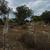 Native habitat