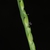 Spikelets (Guilford County, NC)-Early Fall