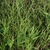 Form (Guilford County, NC)-Early Fall