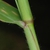 Sheath of leaf (Guilford County, NC)-Early Fall