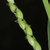 Spikelet (Guilford County, NC)-Early Fall