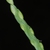 Back of spikelet (Guilford County, NC)-Early Fall