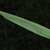 Leaf (Guilford County, NC)-Early Fall