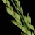 Spikelets (Greensboro, NC)-Early Fall
