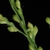 Spikelets (Greensboro, NC)-Early Fall