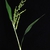 Stem and spikelets (Greensboro, NC)-Early Fall