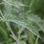 Urtica dioica
