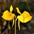 2 yellow, 2-lipped flowers with prominent nectar spurs.