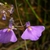 Purple flowers with large lower lip bearing yellow "eye"