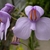 A group of pale purple, two lipped flowers.