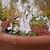 Container with short stalks of white flowers with nectar spurs