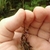 Handle holding yellow flower & mass of root-like stolons.