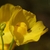 Close up of yellow, 2-lipped flower.