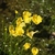 Yellow, 2-lipped flowers.