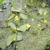 Pond surface with masses of green threads & yellow flowers
