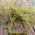 Tangle mass of thread-like leaves. Small bladders visible.