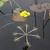Plant in bloom