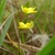 A pair of yellow flowers with broad lower lips & nectar spurs.